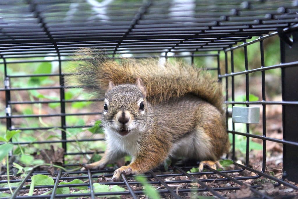 How Much Does it Cost to Get Rid of a Squirrel?