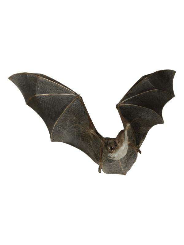 bat-removal