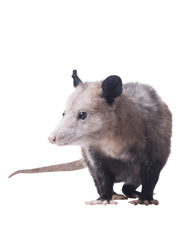 oppossum removal