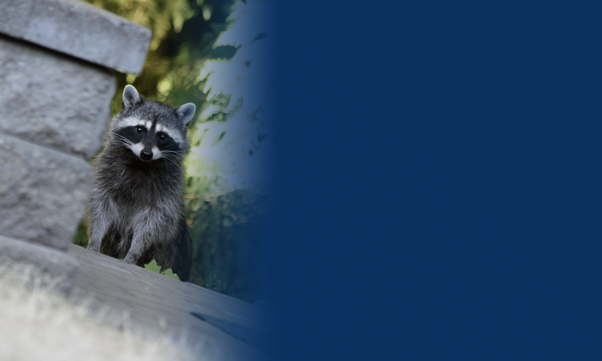 raccoon removal DFW wildlife control