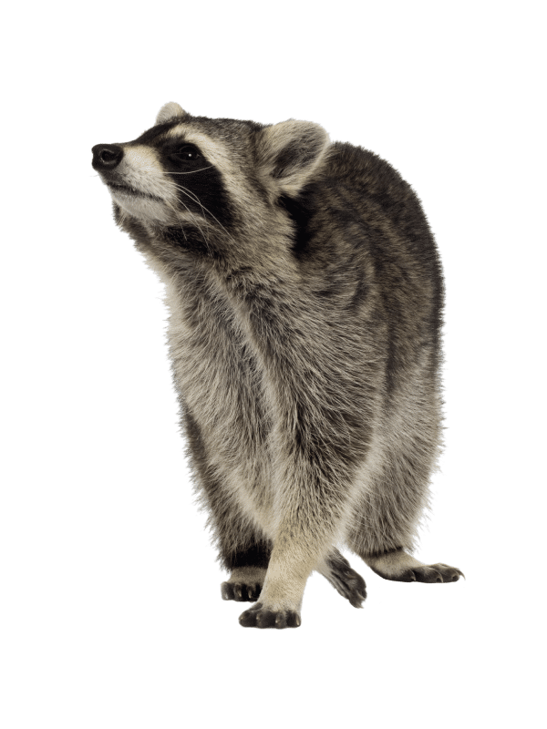 raccoon-removal