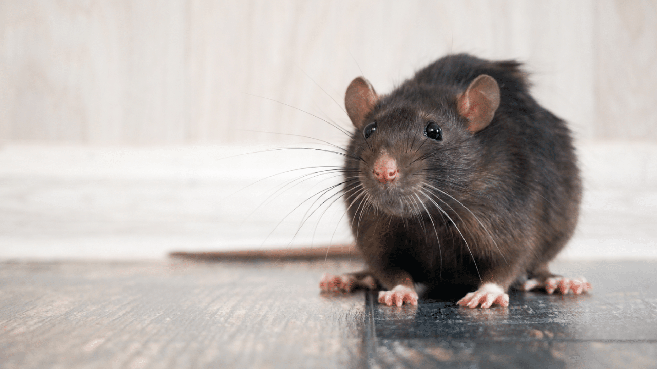 rat-removal-thumb