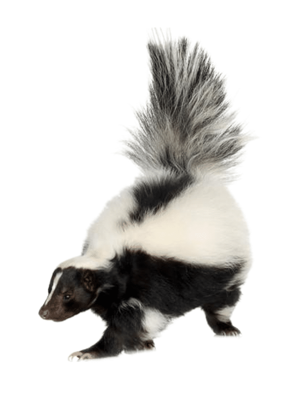 skunk-removal