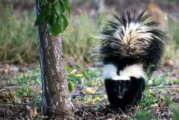 Ways to Get Rid of Skunk Smell in Your Home