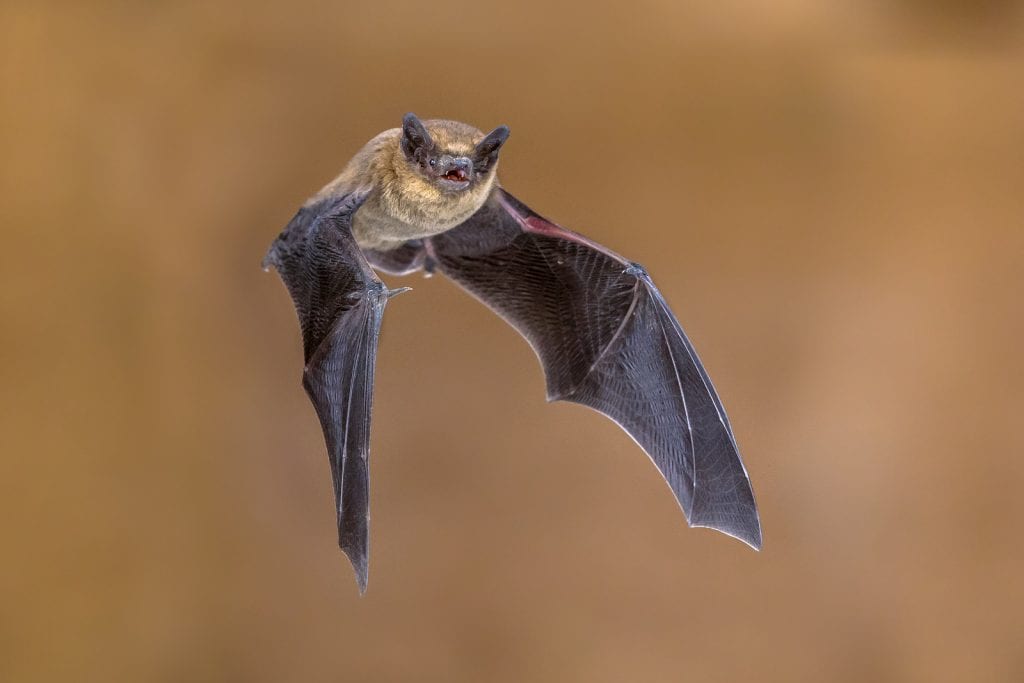 Flying Pipistrelle Bat (pipistrellus Pipistrellus) Action Shot