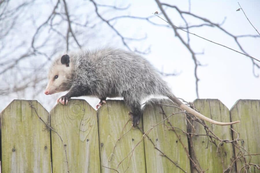 Opossum walking along fence