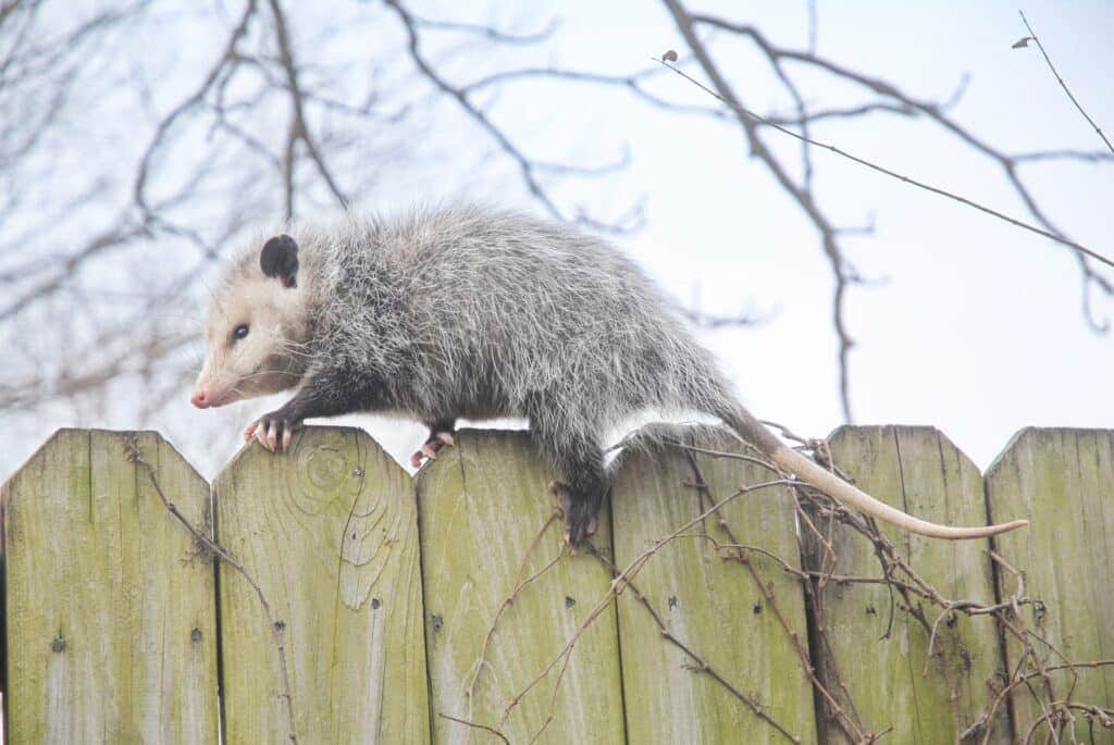 Opossum walking along fence