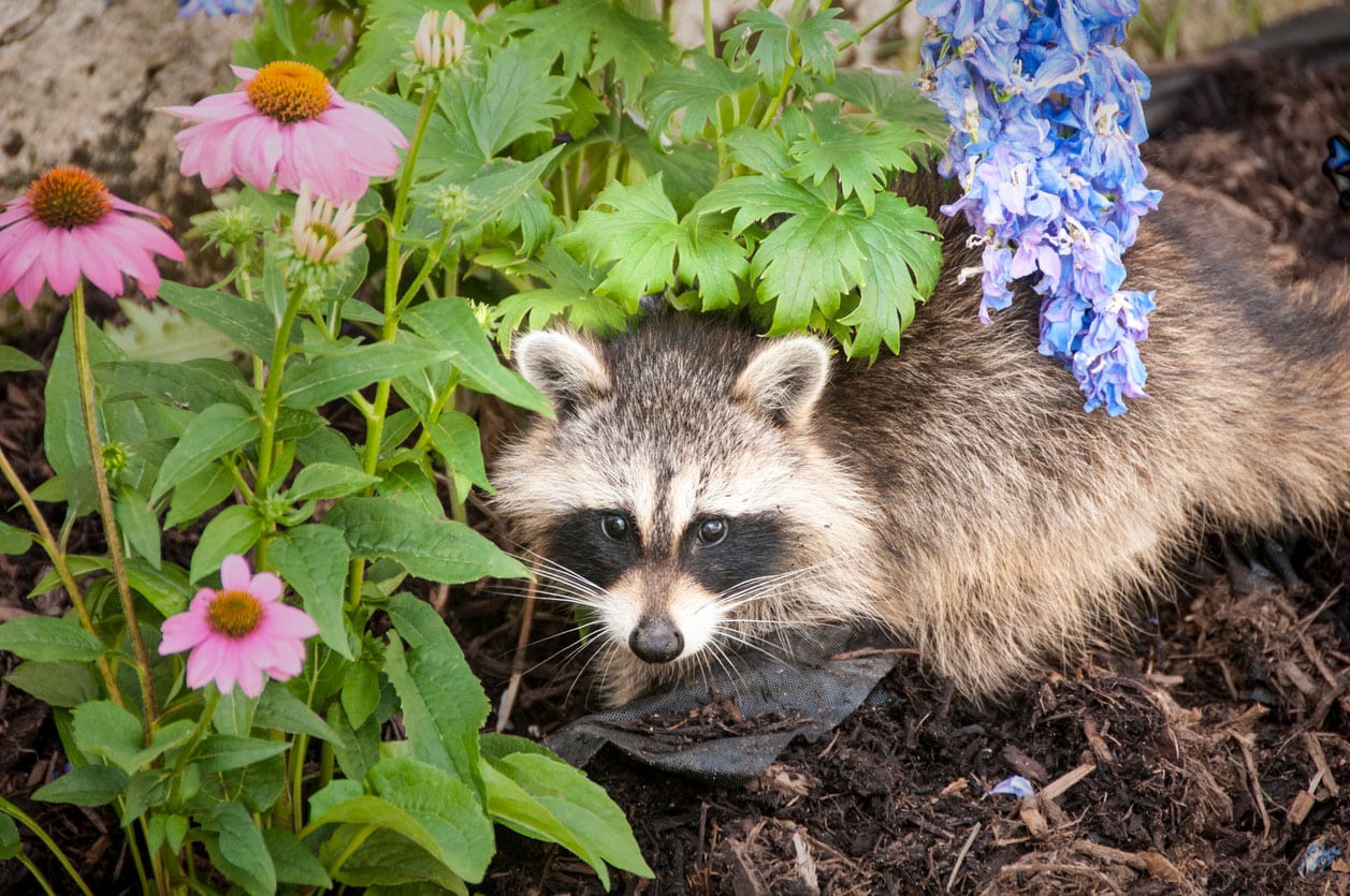 Raccoon Hiding in Flower Bed
