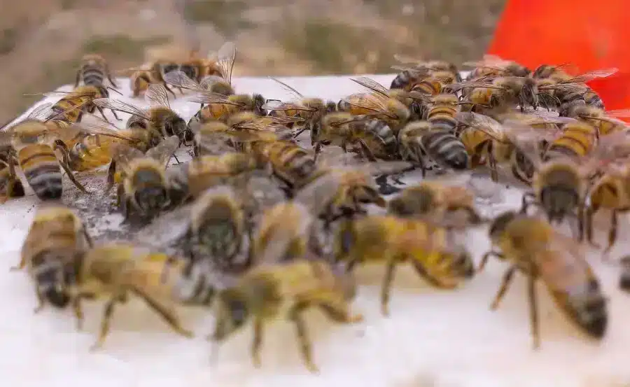 What To Do About a Bee Swarm Around Your Home