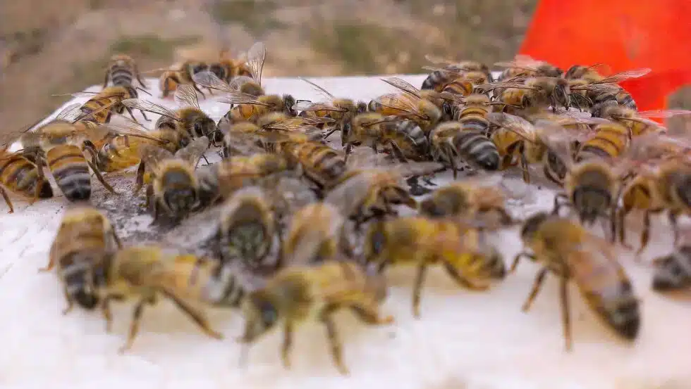 What To Do About a Bee Swarm Around Your Home