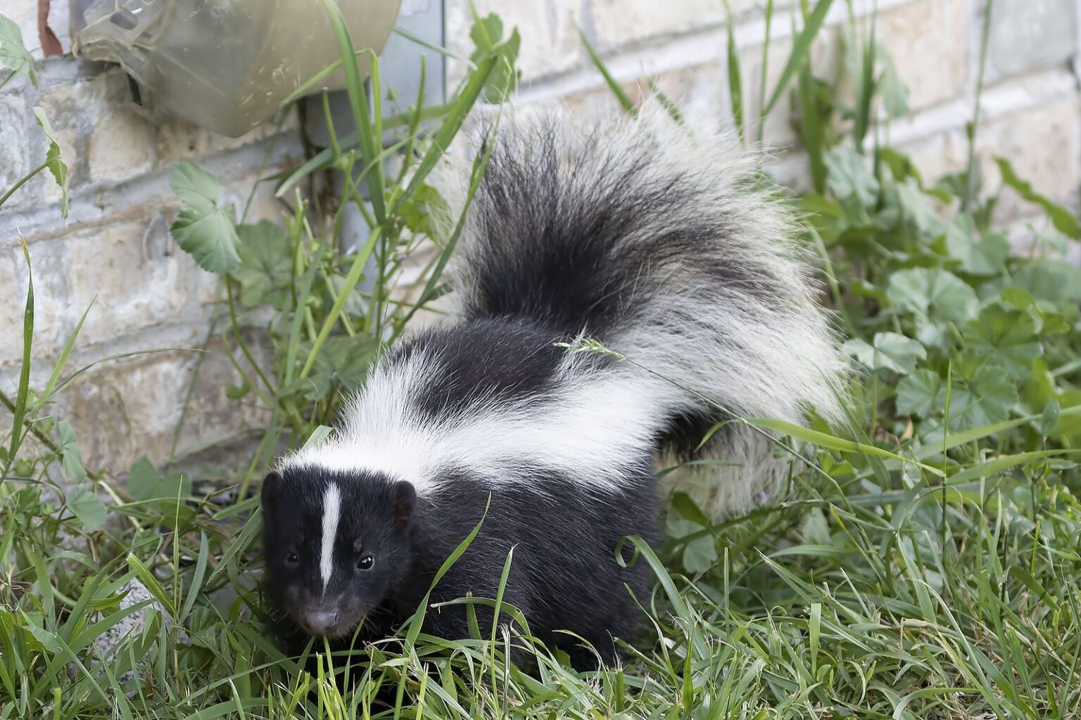 Skunk Removal Services Dallas - DFW Wildlife Control