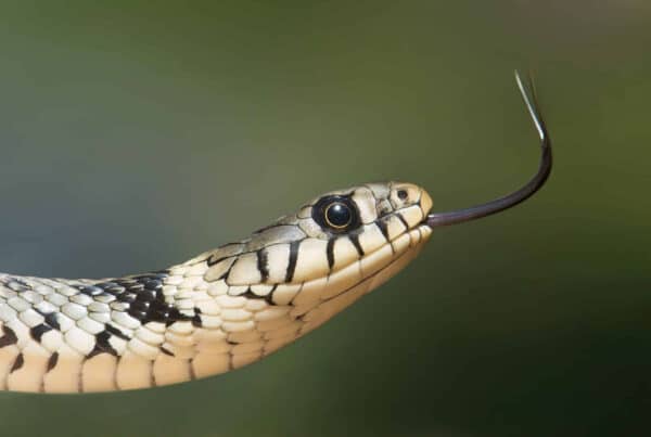 What Snakes are Most Common in Texas?