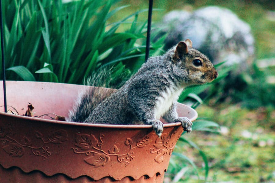 6-tips-on-how-to-remove-squirrels-humane-methods
