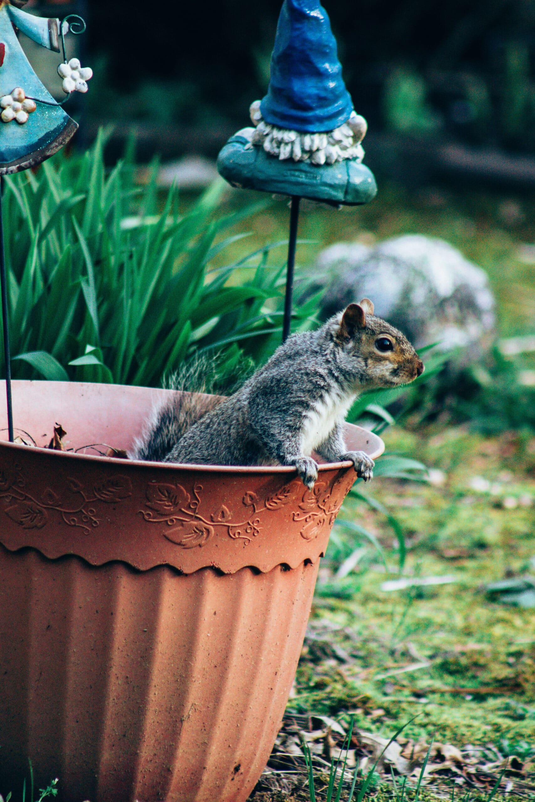 6 Tips on How to Remove Squirrels: Humane Methods