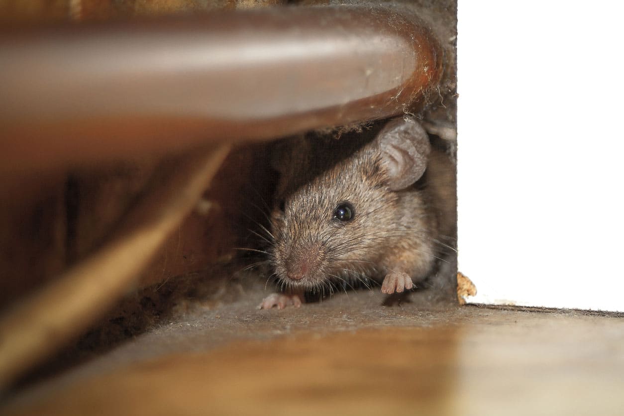 Removing Critters Under Your House: A Guide to Nuisance Wildlife Removal