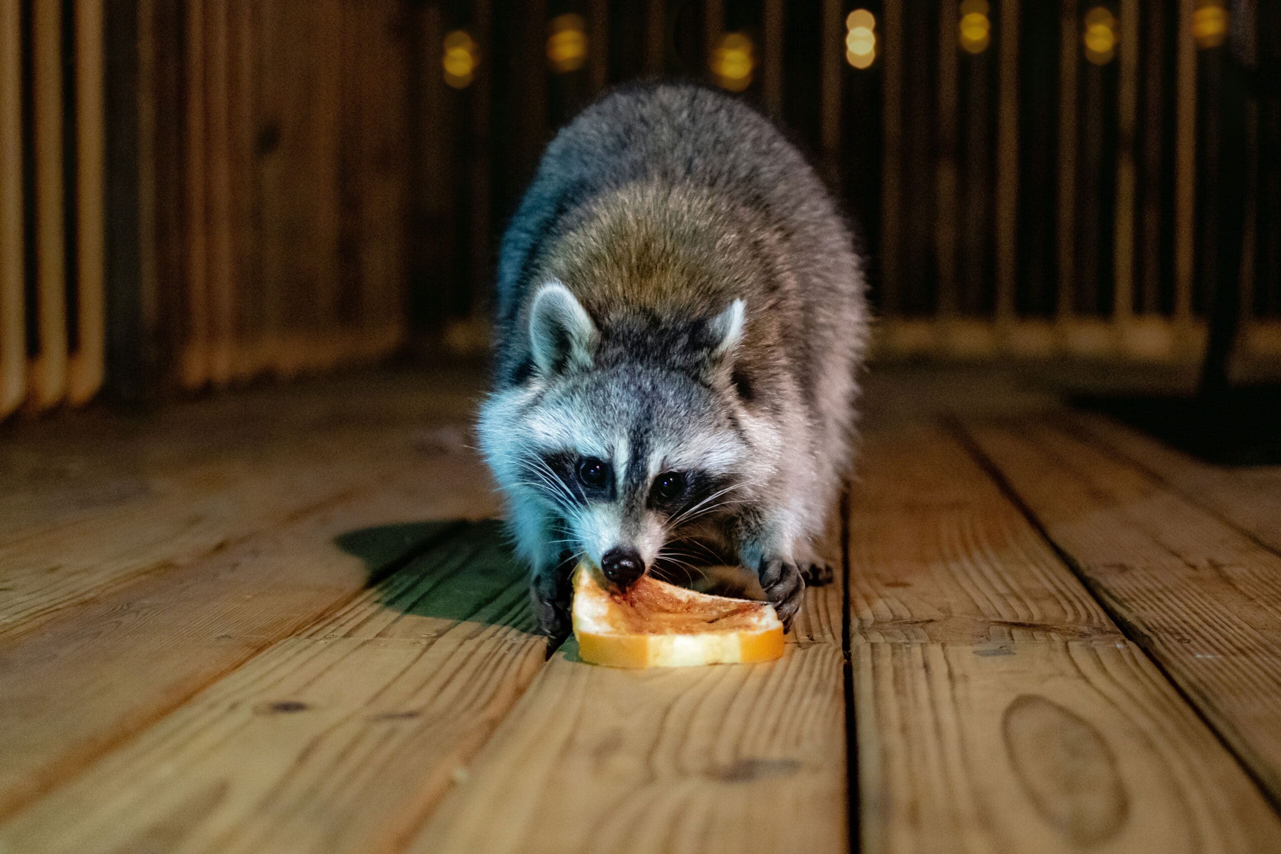How to Get Rid of Raccoons