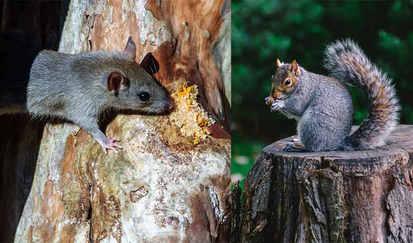 Roof Rats and Squirrels: A Dangerous Threat to Your Home
