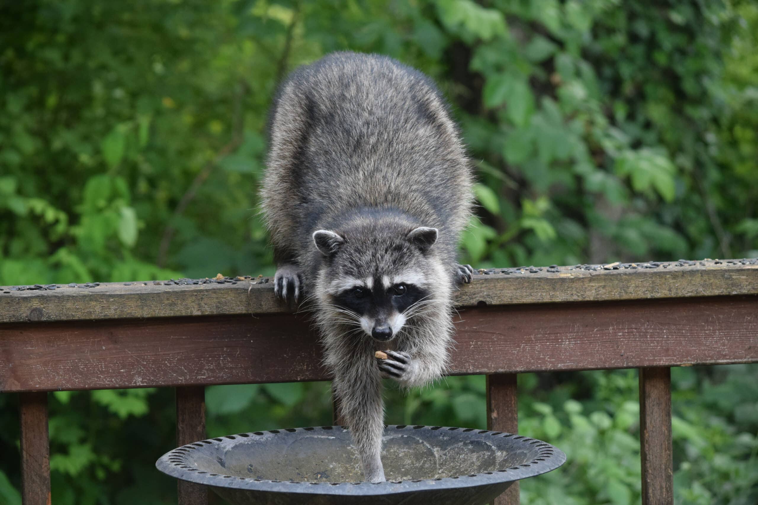 Raccoon Removal, Damage Repair, and Exclusion Services