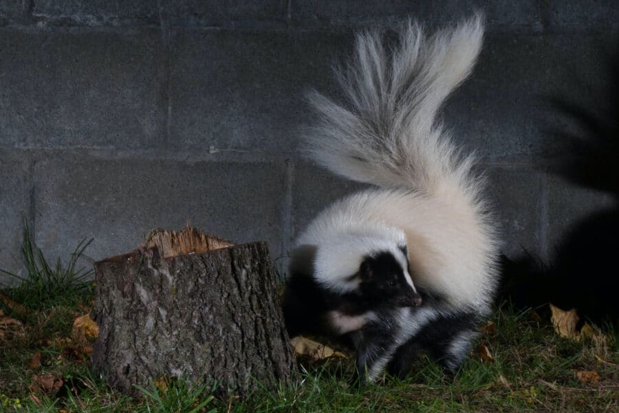 tips-to-safely-remove-skunks-from-your-home