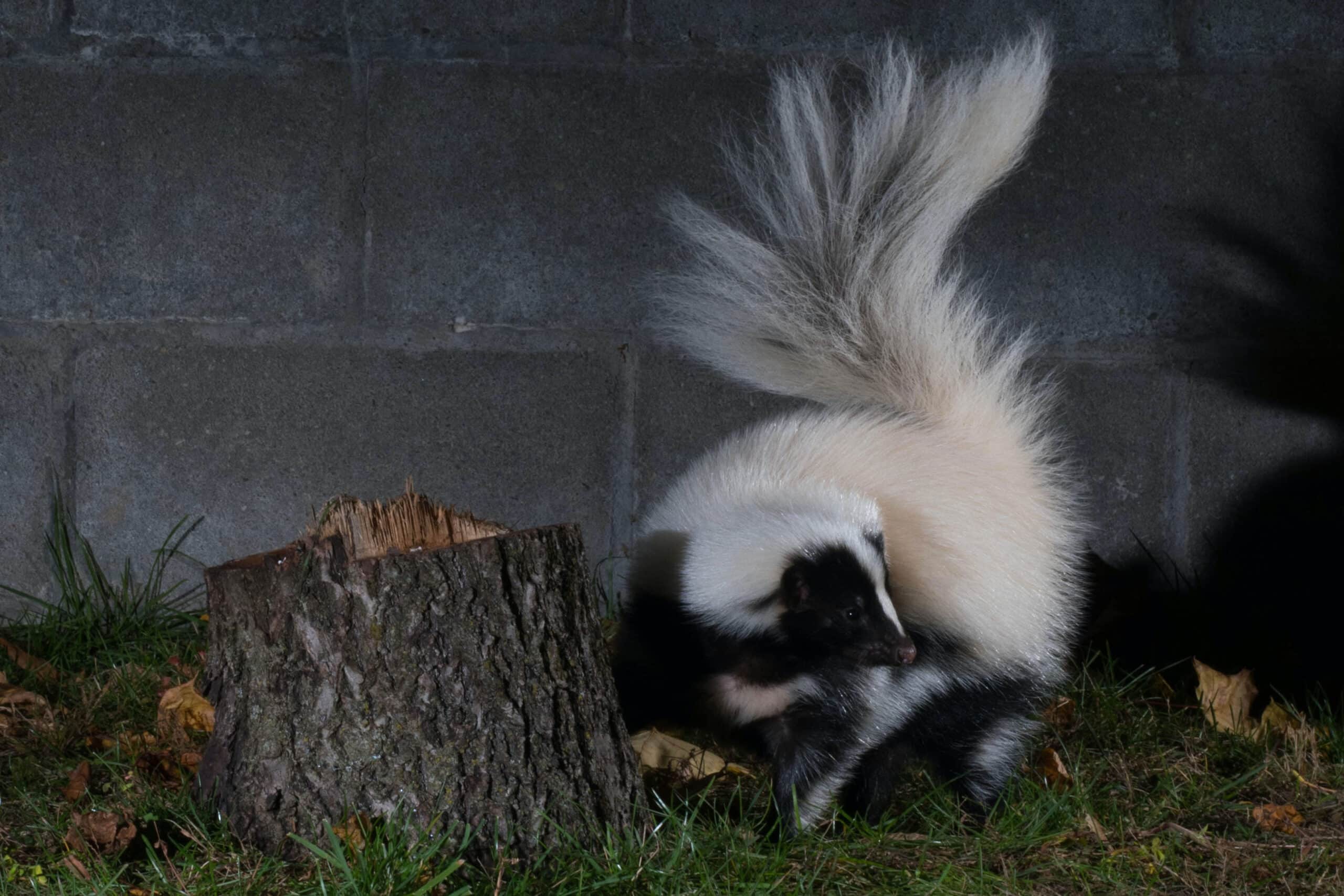 Tips to Safely Remove Skunks from Your Home