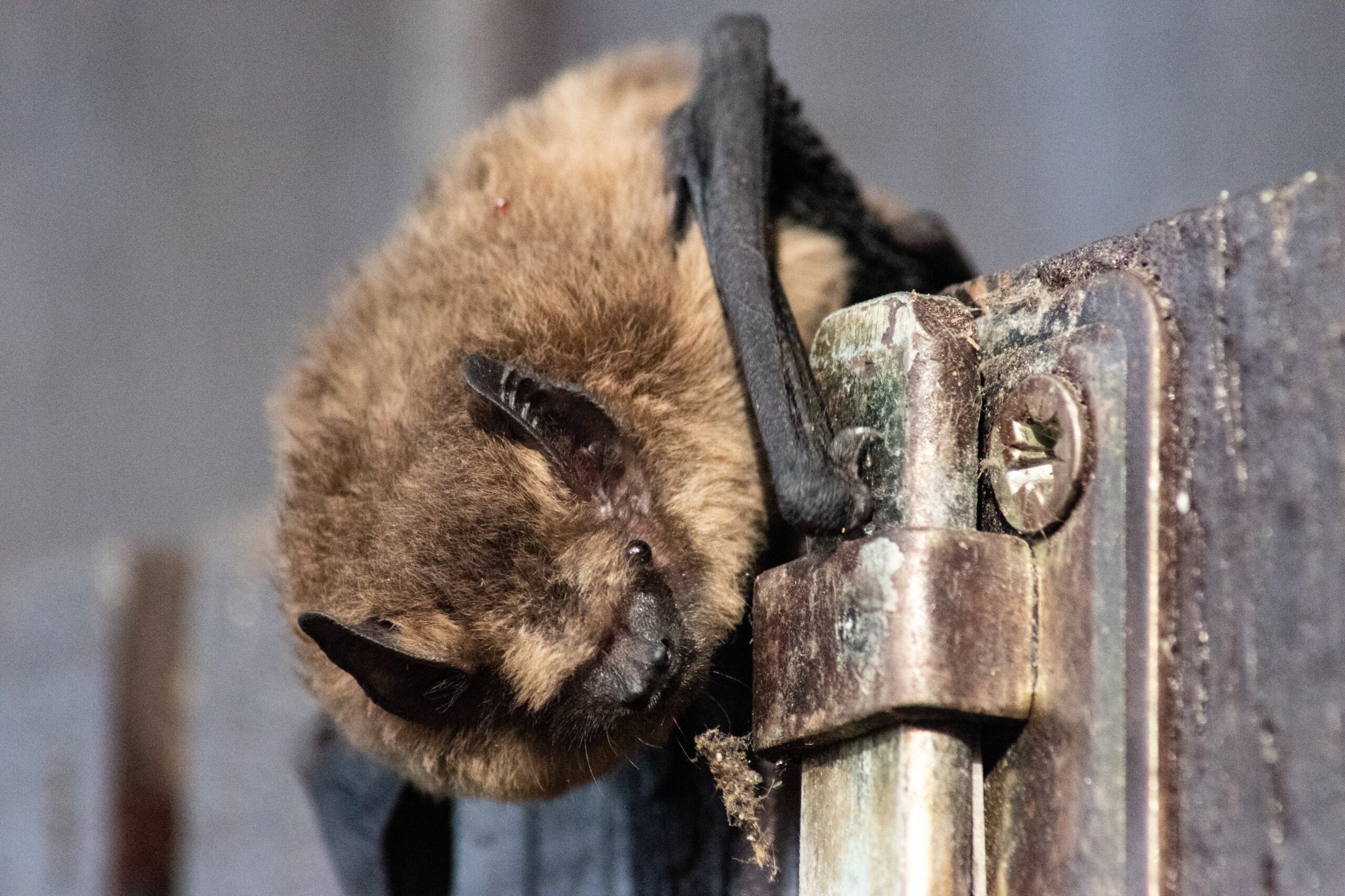 Signs of a Bat Infestation in Your Home