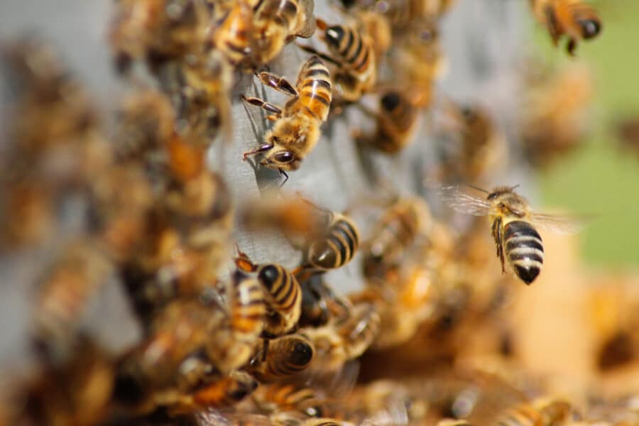 how-to-safely-remove-honey-bees