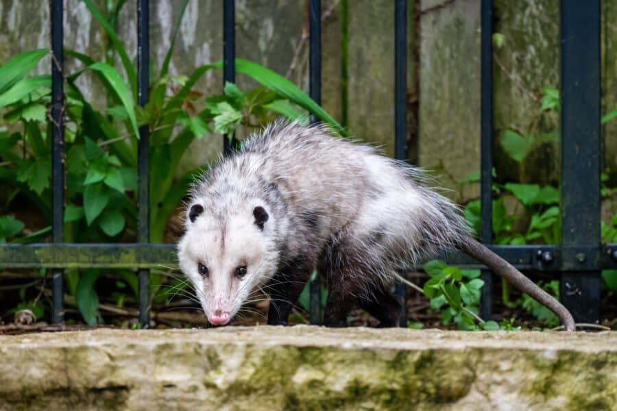 Opossum-Carried Diseases and Their Danger to Humans