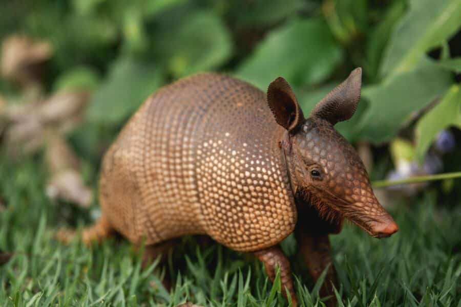 armadillo deterrence and removal