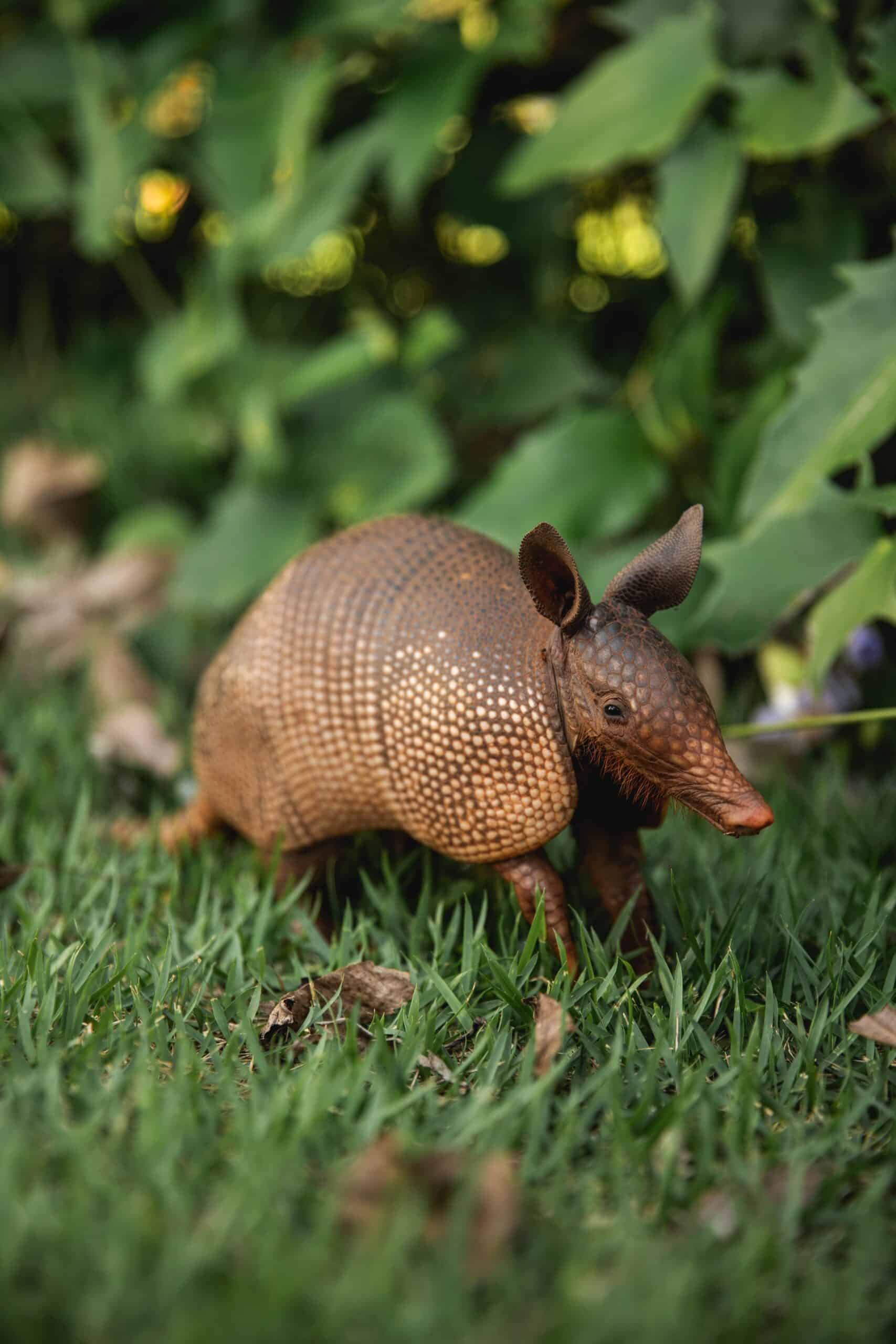 Armadillo Deterrence and Removal Made Simple
