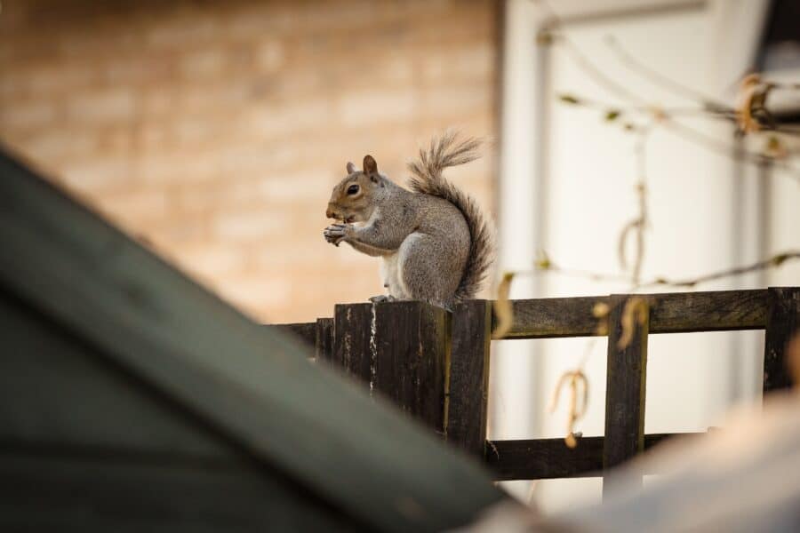Dealing with Squirrel Home Infestations