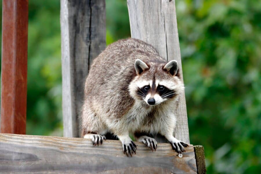 Raccoons in Homes and the Health Hazards