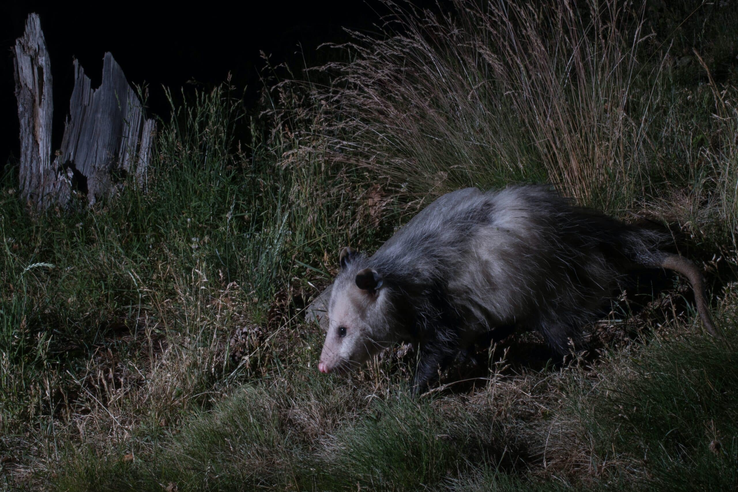 Opossum Exclusion From Crawl Spaces