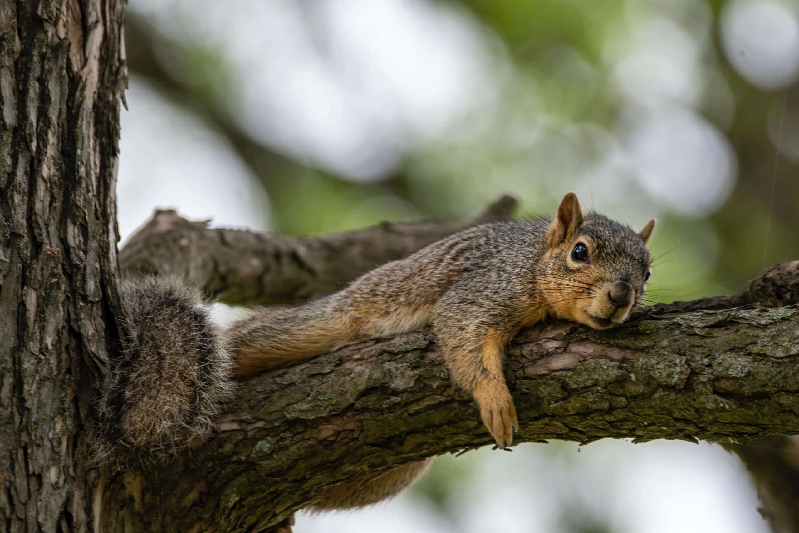 Squirrel Decontamination in Texas: Navigating Challenges and Ensuring Health