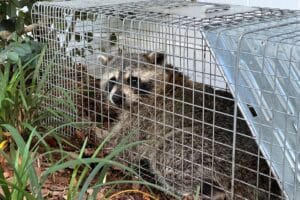 dfw wildlife control raccoon rescue