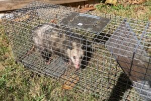 dfw wildlife control opossum