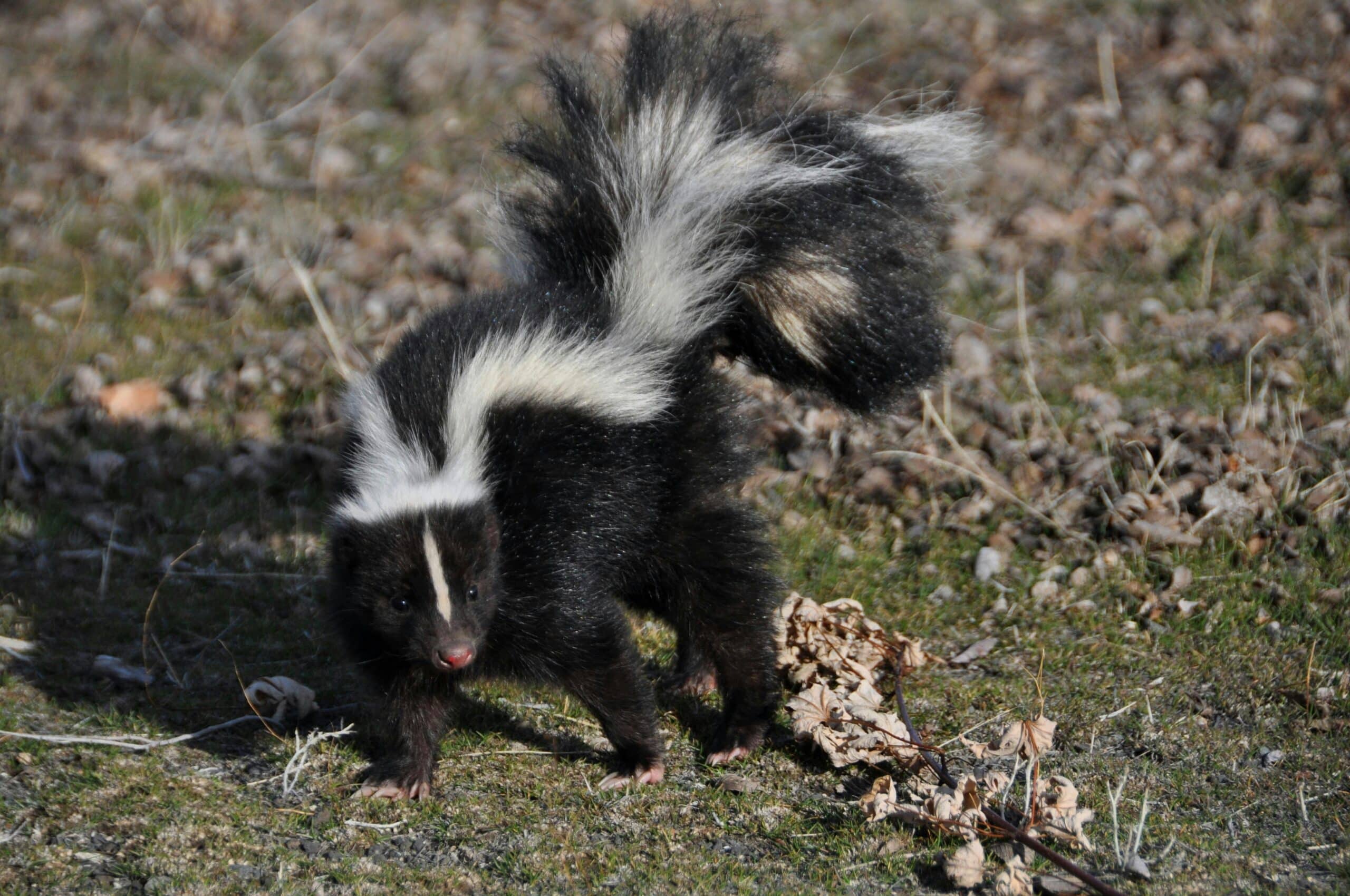 What to Do If a Skunk Sprays on Your Property