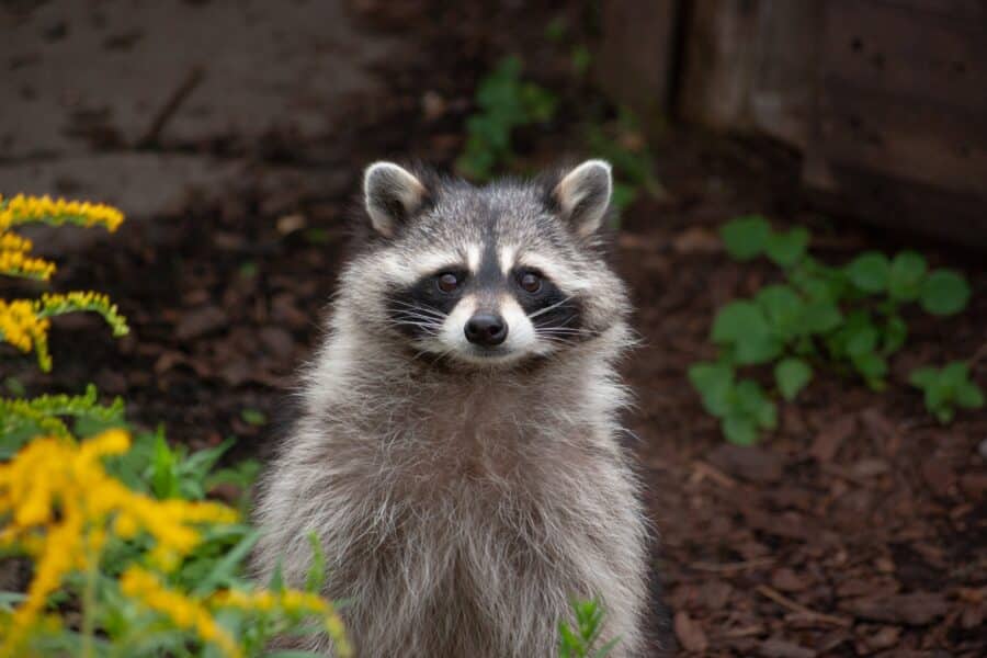 Allergies Caused By Raccoons in Your Home