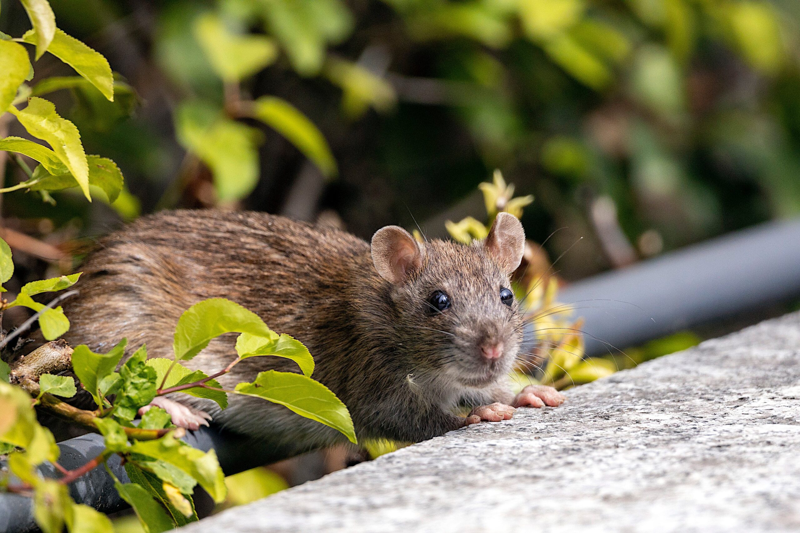 Humane Approaches to Rat Removal