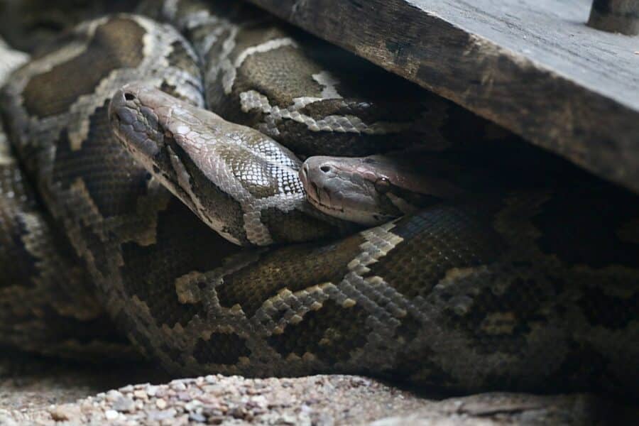 Snakes Attracted to Crawlspaces and Walls