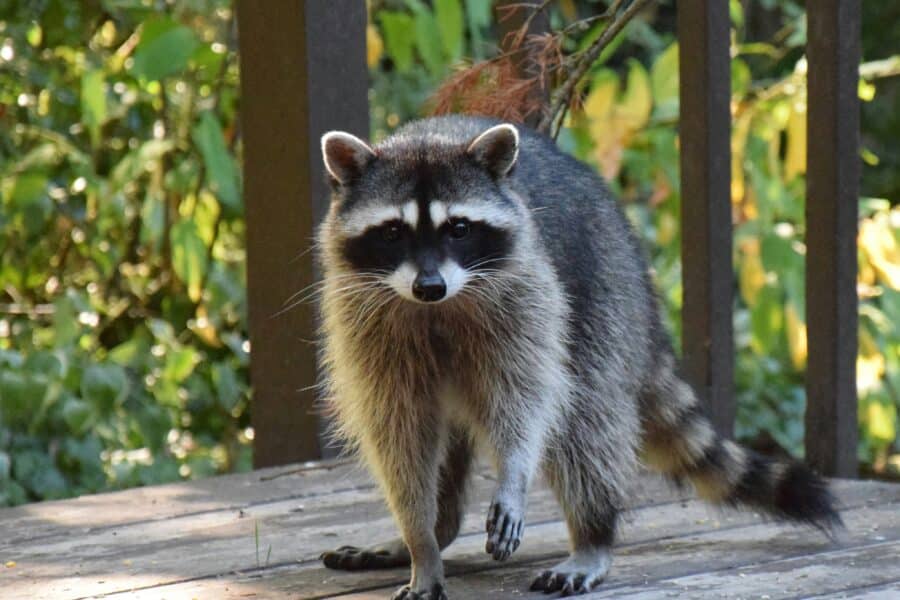 raccoon-exclusion-services