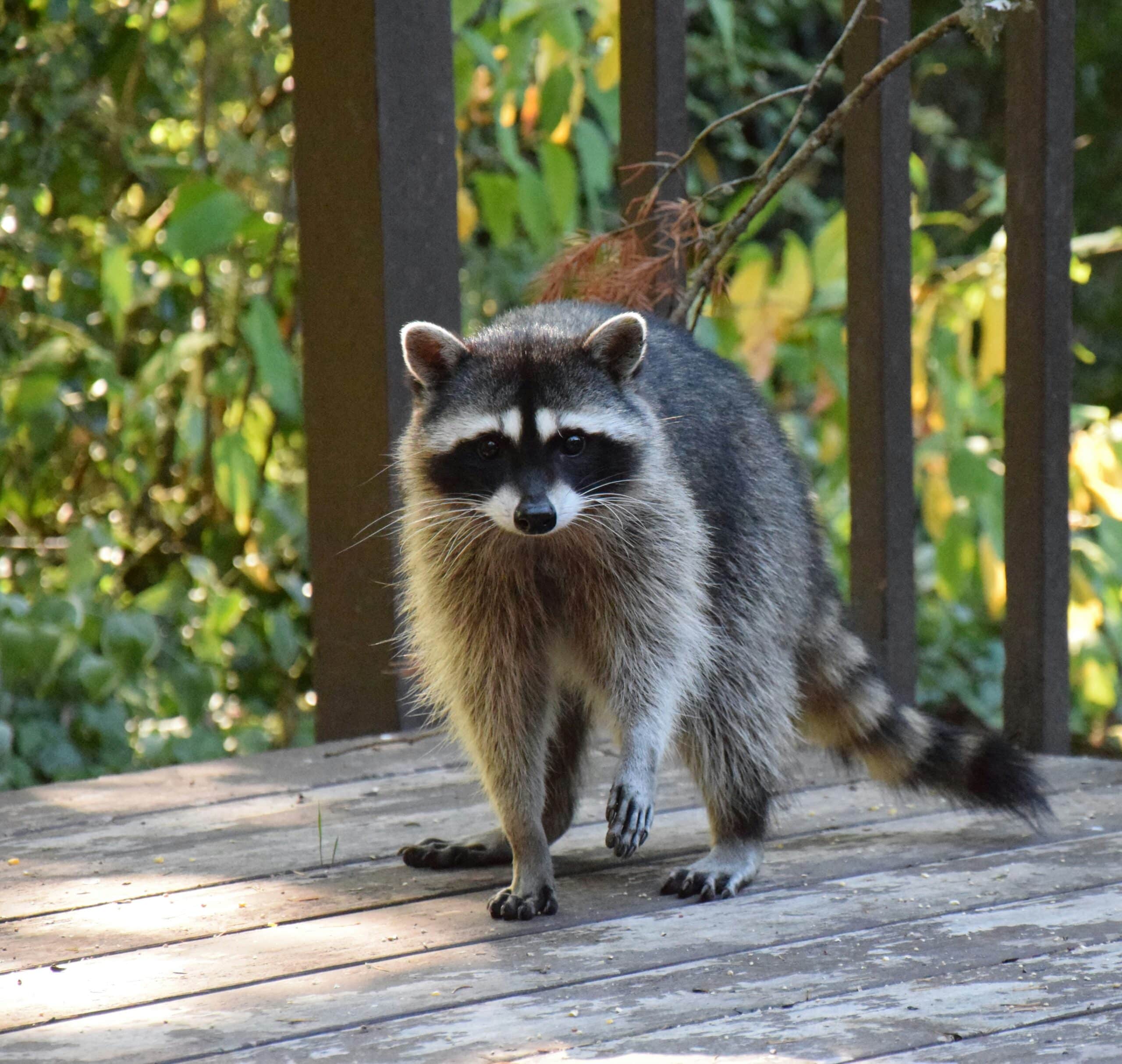 Raccoon Exclusion Services