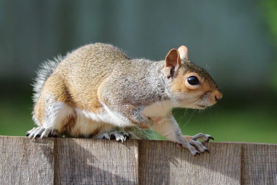 how-to-get-rid-of-squirrels