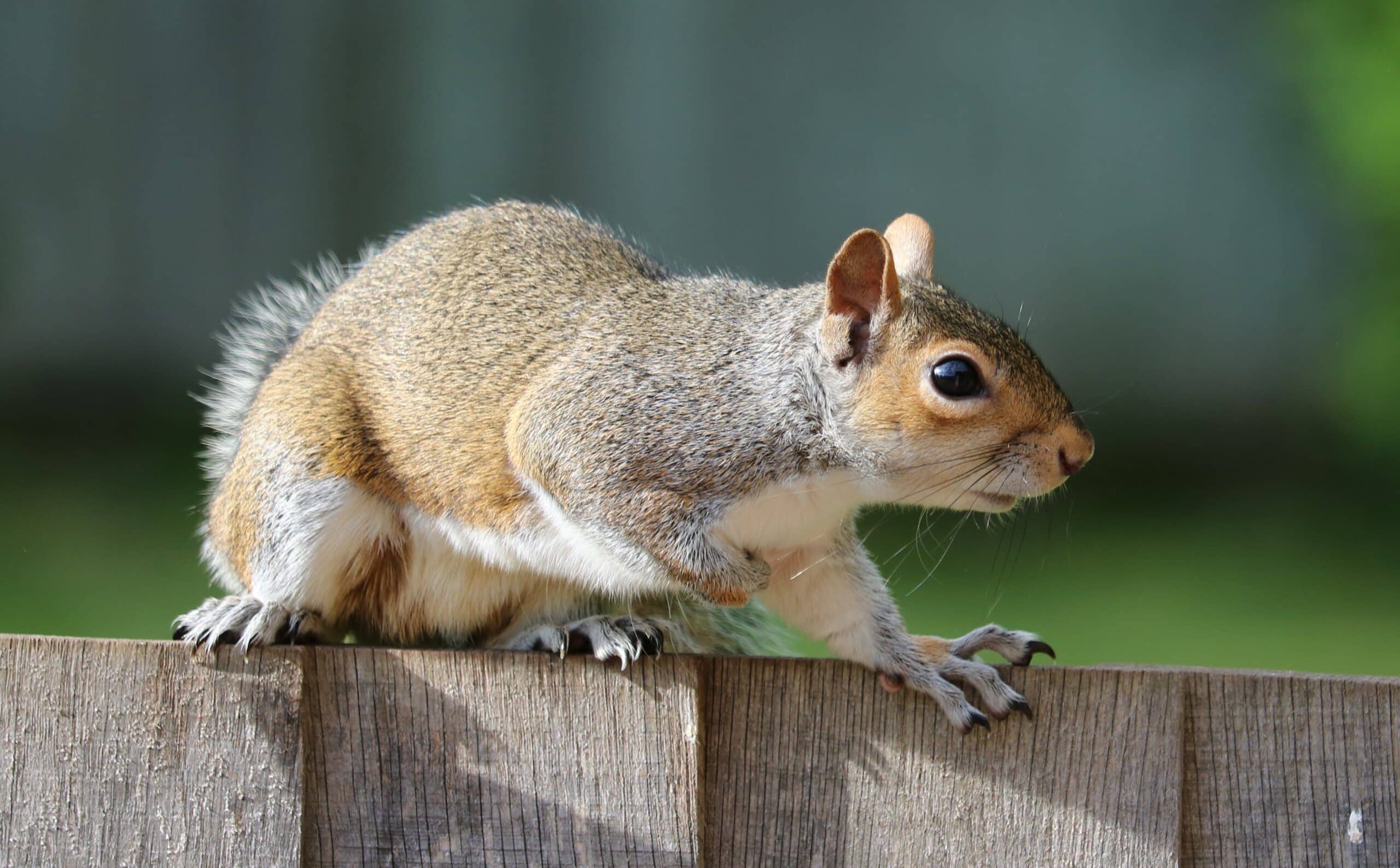 How To Get Rid of Squirrels in Attics