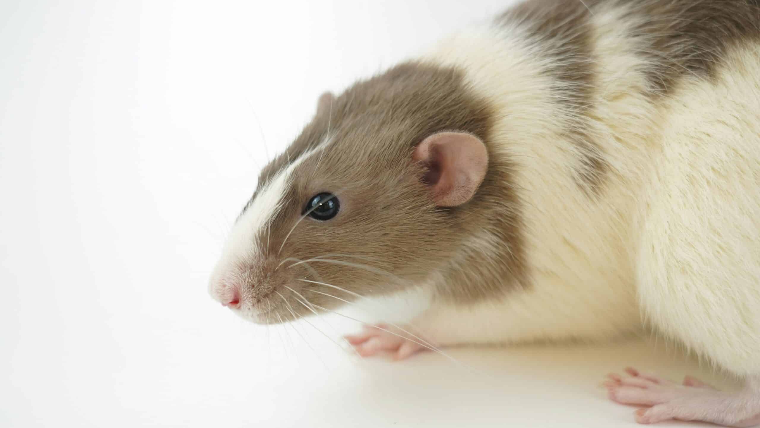 Home Rat Infestations: The Hazards