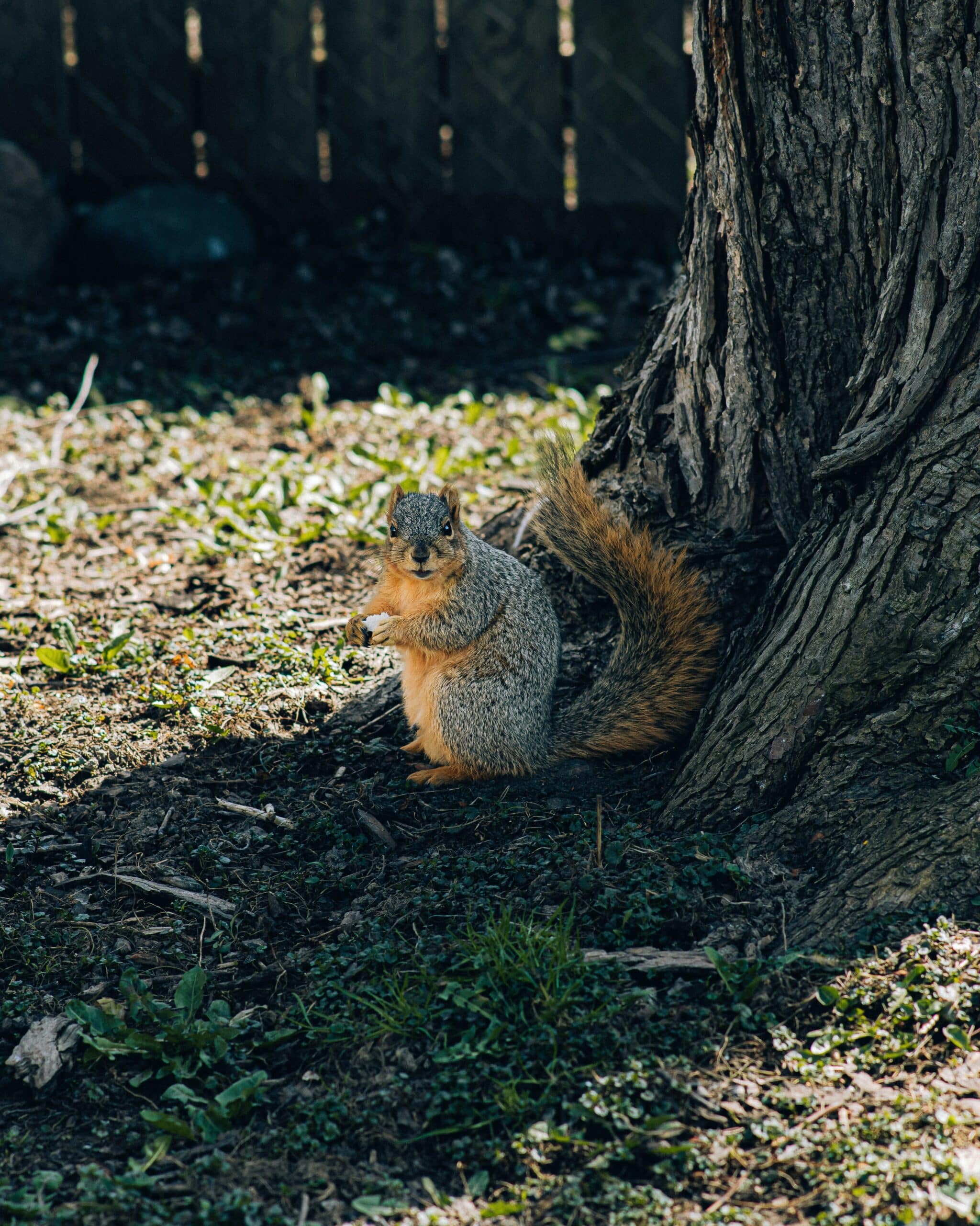 Are Squirrels Bad for Your Yard?