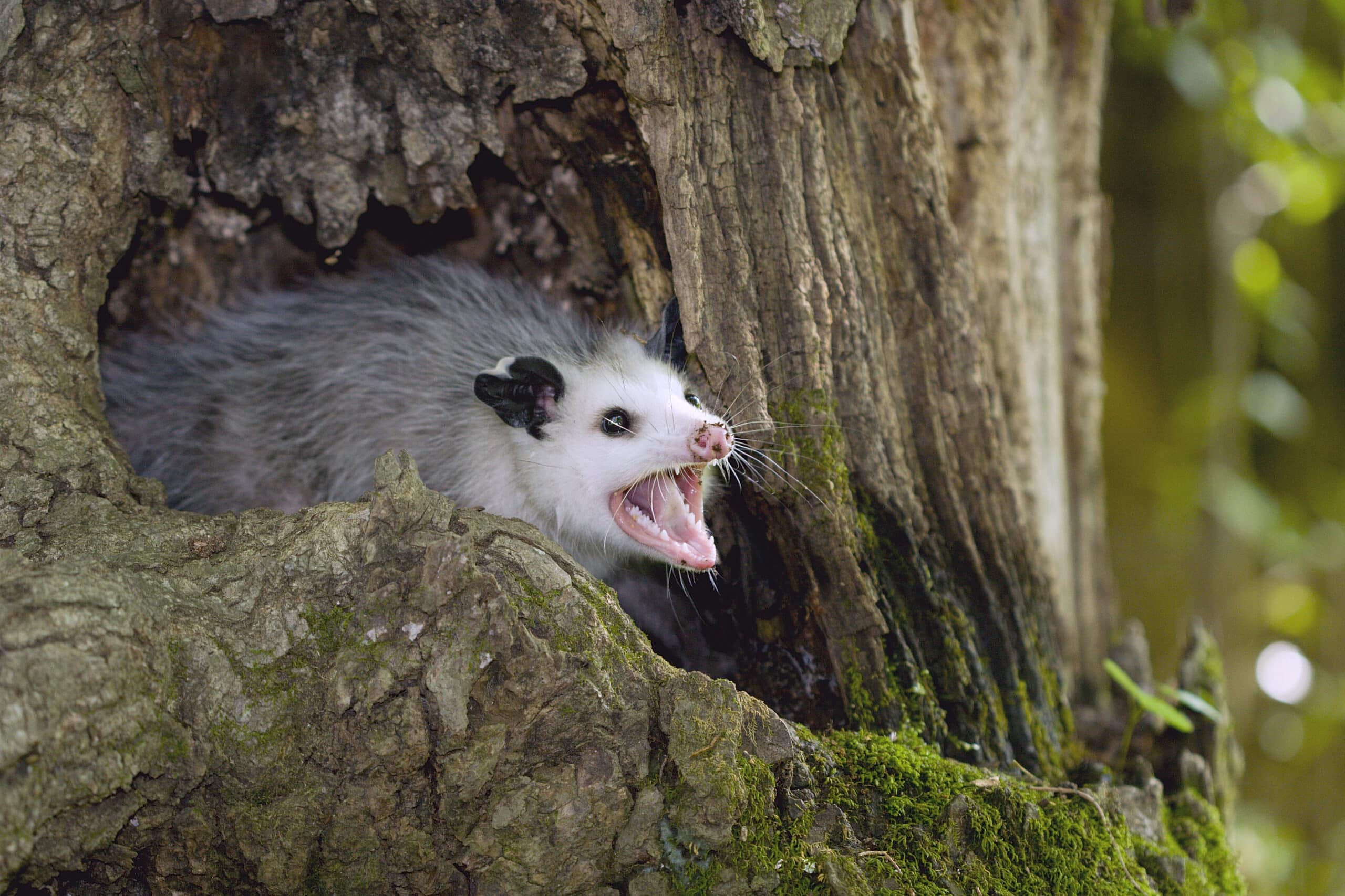 Are Opossums Bad to Have Around?