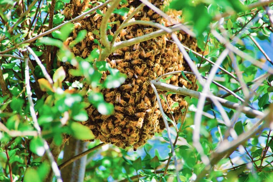 Bee Swarm Season in North Texas