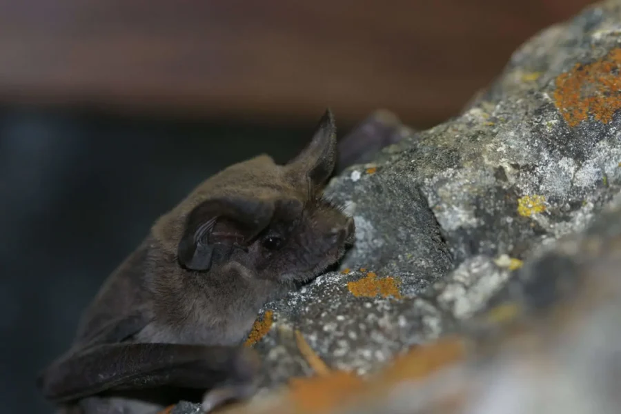 Bats in North Texas: Effective Exclusion