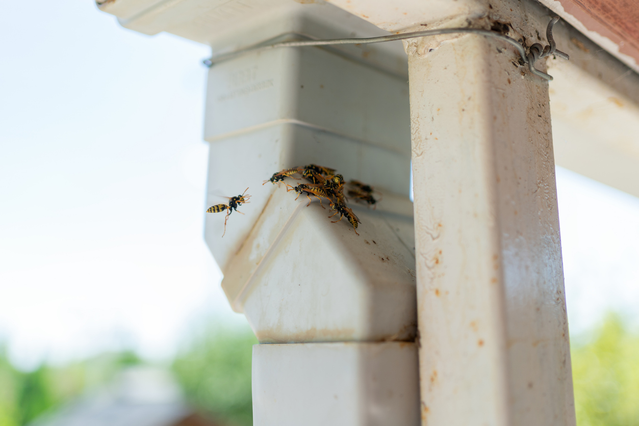 bee-removal