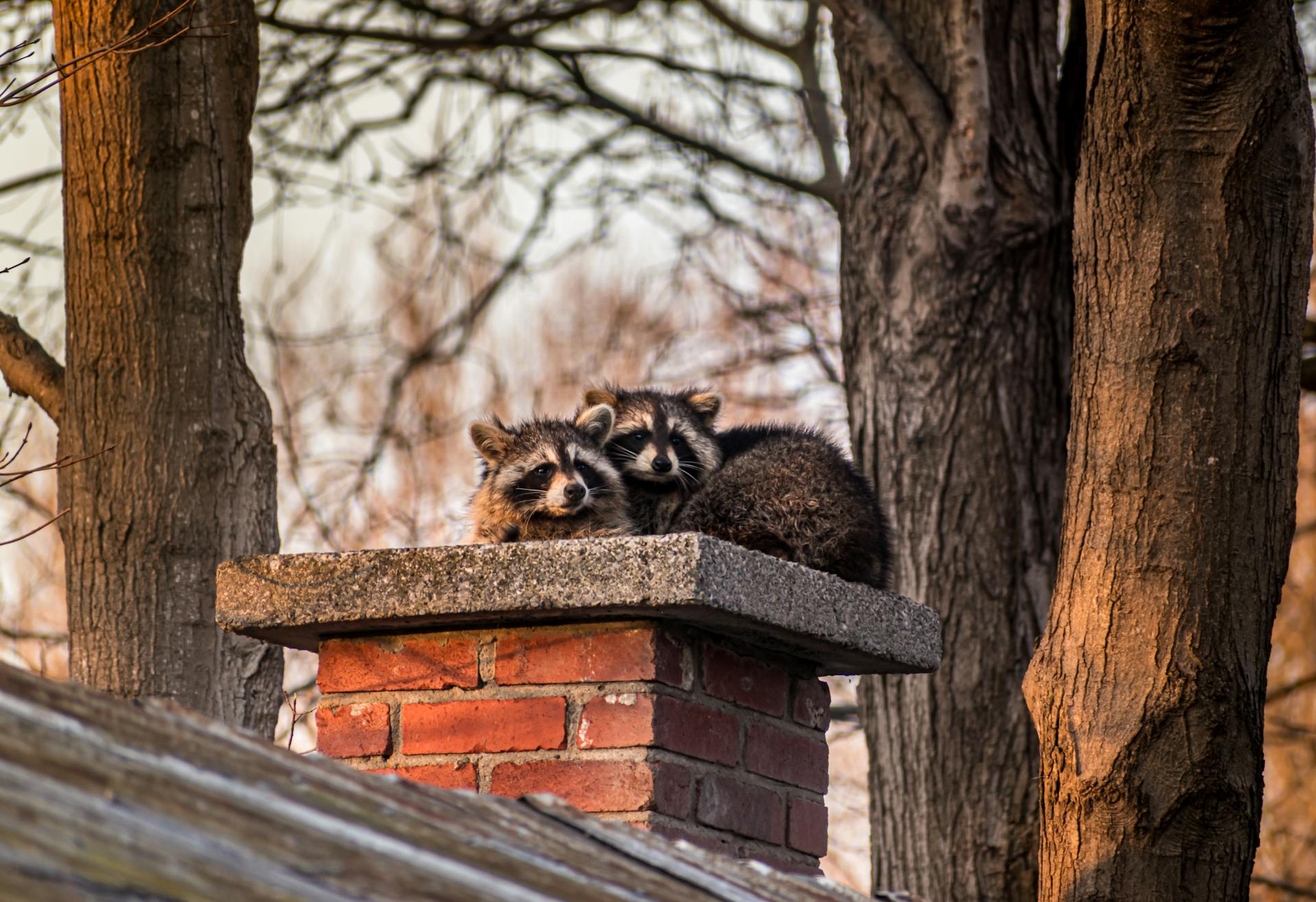 professional-raccoon-removal